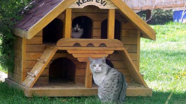 Nevşehir sokaklarında kedi evleri