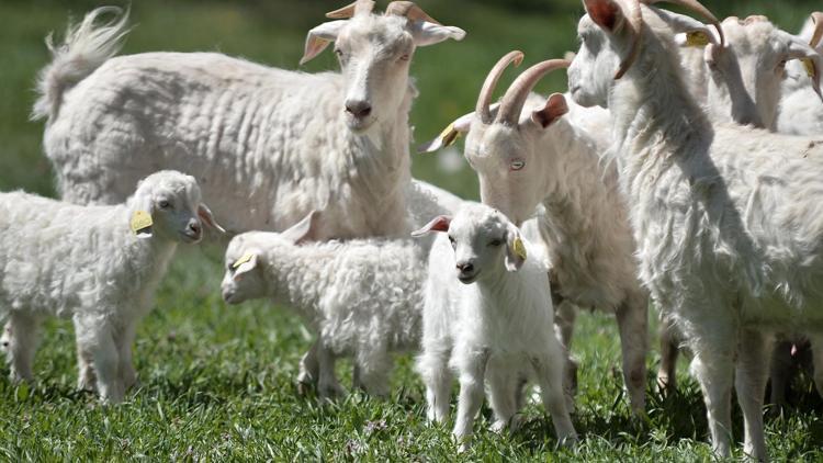 Türkiye’nin lezzetleri Başkent’te buluşuyor