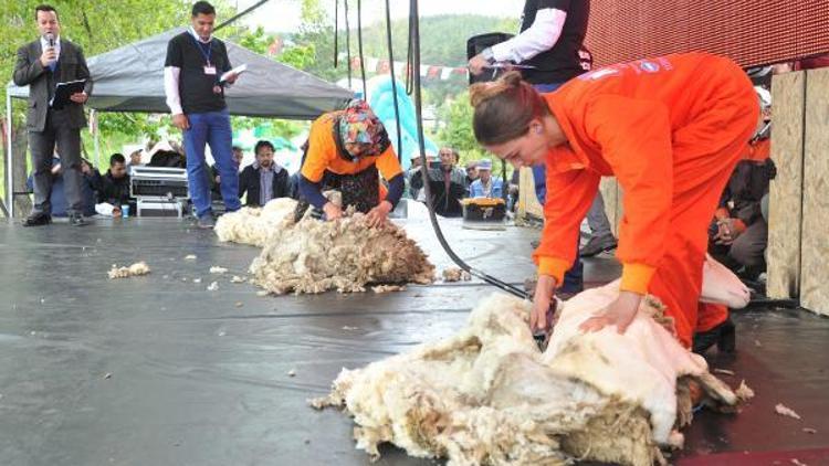 Çobanlar, Kızılayda küçükbaş hayvan sürüsü gezdirecek