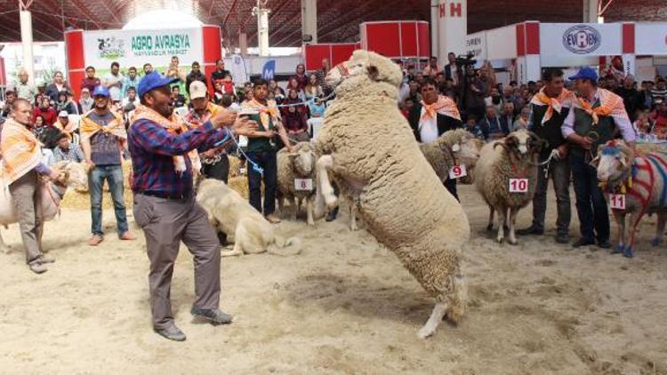 Burdurda en güzel keçi ve koç yarışması yapıldı