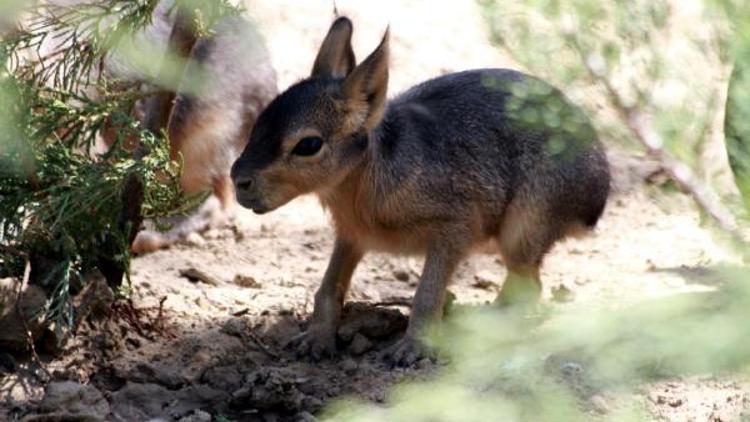 İzmir Doğal Yaşam Parkının yeni Patagonya tavşanı konukları; Çıtır ve Kıtır
