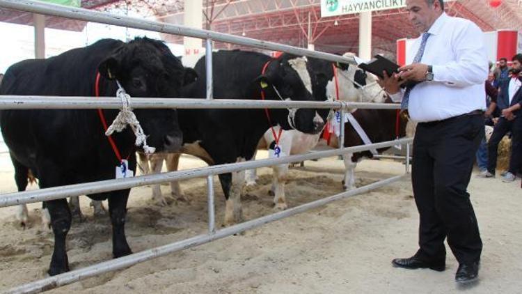 Burdurda besi sığırı yarışması