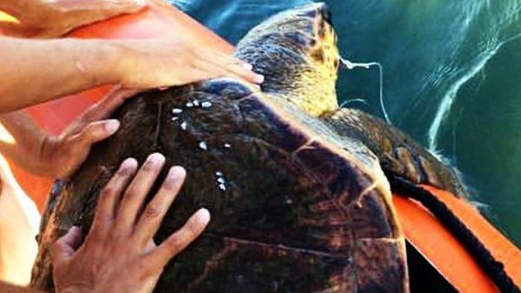 Olta iğnesi yutan deniz kaplumbağasını AKUT kurtardı