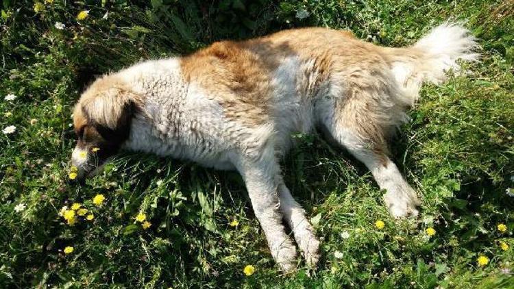 Muğlada zehirli et verilen 10 köpek telef oldu