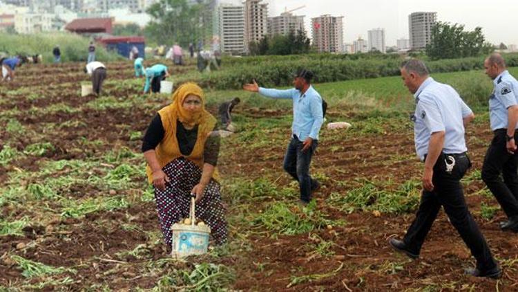 Bir anda geldiler, ne tarla sahibi ne de polis çıkarabildi