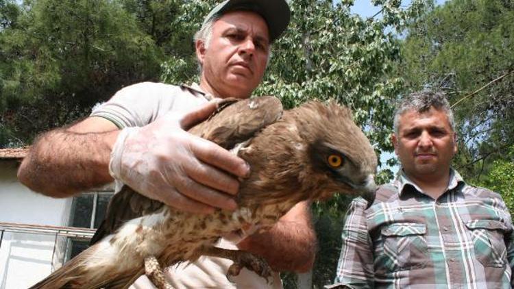 Avcılar nesli  tükenen doğan kuşu vurdu