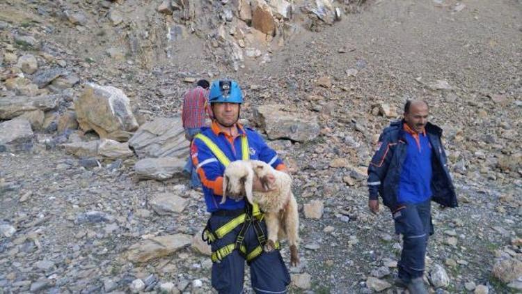 40 metre yükseklikte mahsur kalan kuzuyu AFAD kurtardı