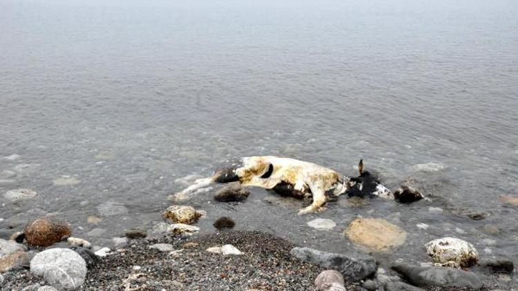 Zonguldakta telef olan inek, sahile vurdu