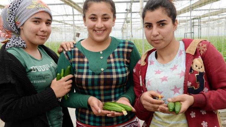 Diyarbakırda seracılar salatalık üretimine ağırlık verdi