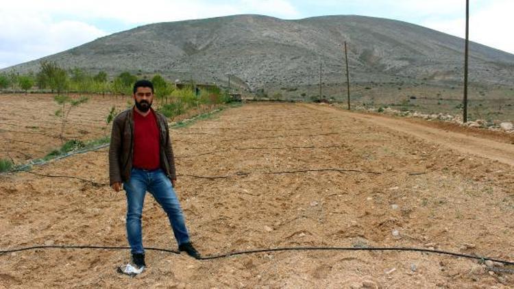 Bahçede dikili ceviz fidanlarını çaldılar