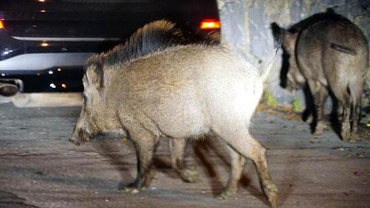 Aç kalan domuzlar şehre indi