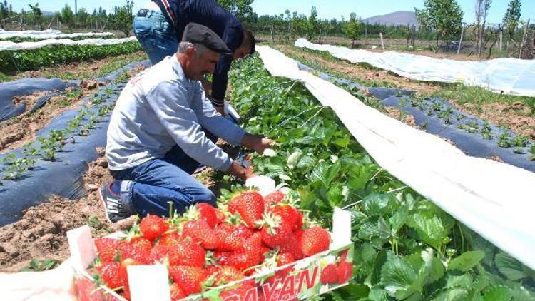 Çilek üretimine 500 kökle başladı, 25 dekara çıkardı