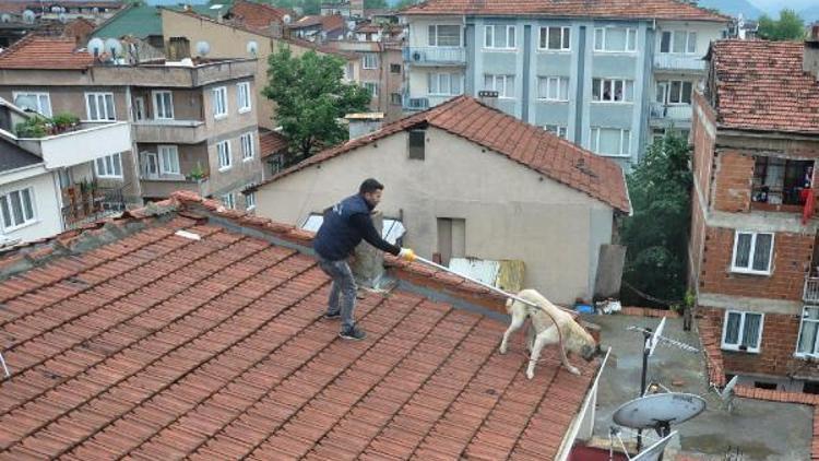 Çocuklar kovalayınca çatıya çıkan köpeği ekipler kurtardı