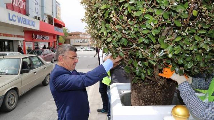 Başkan refüje ağaç dikti