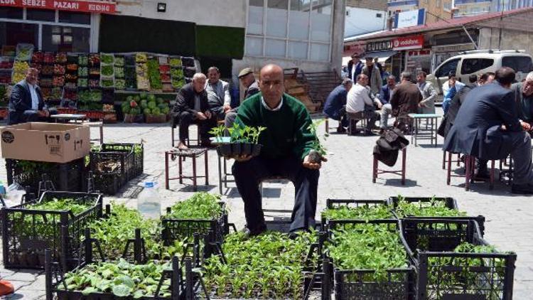 Adilcevaz’da sebze fidesi satışları başladı