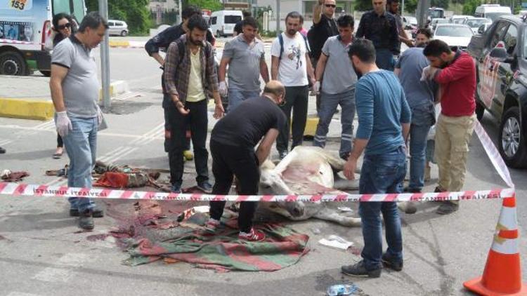 Yaralı at yol ortasında 5 saat bekledi, herkes yardım için seferber oldu