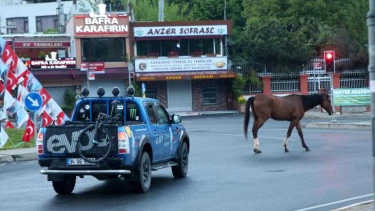 Sarıyerde başıboş atlar caddeye indi