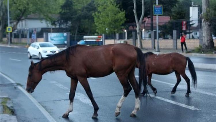 Sarıyer’de başıboş atlar caddeye indi