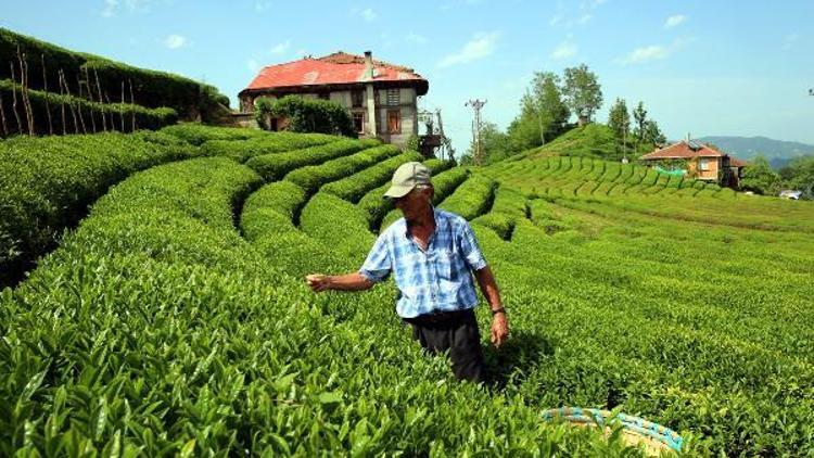 Kilosu 4 bin 500 liradan satılan beyaz çayın hasadı başladı