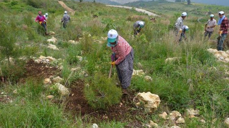 Mersinde 306 bin endüstriyel fidan