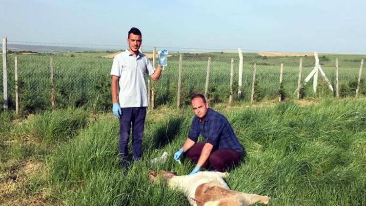 TEMde yaralı bulunan midilli at tedaviye alındı