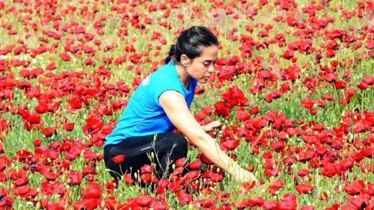 Tablo gibi gelincik tarlası