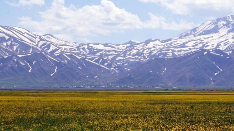 Yüksekovada bahar manzarası