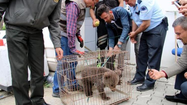 İlçeye inen yavru ayı yakalanarak korumaya alındı