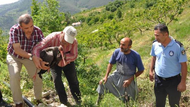 Yaralı leyleğe belediye sahip çıktı