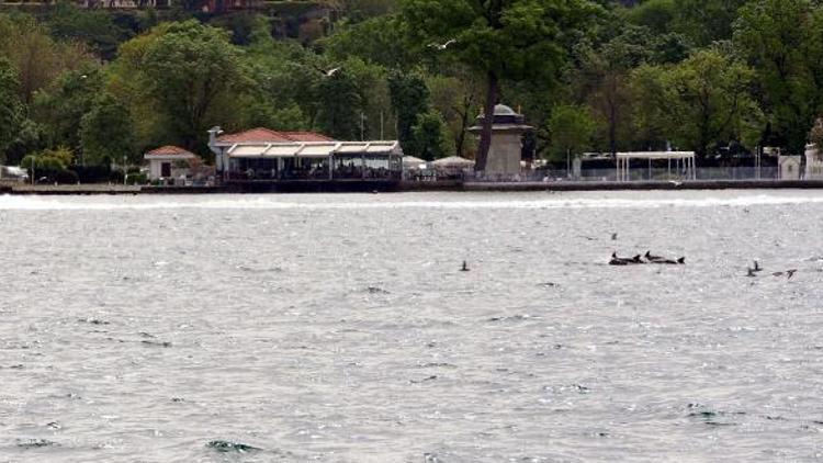 İstanbul Boğazında balık peşindeki yunus sürüsünü martılar izledi