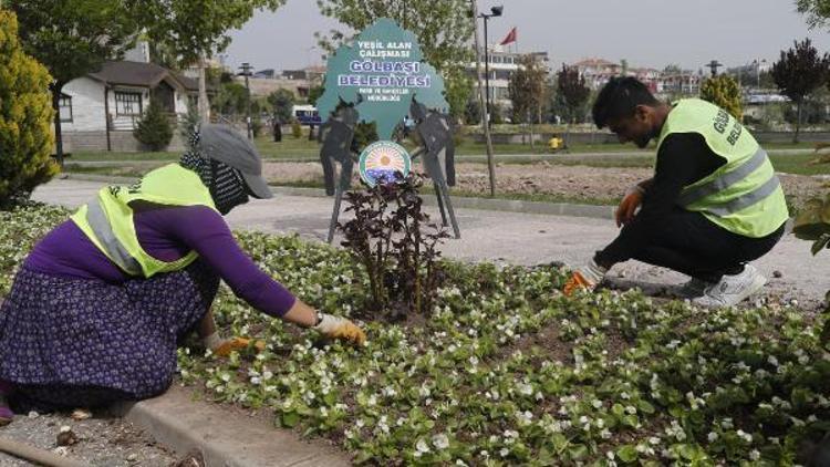 Gölbaşında 120 bin mevsimlik çiçek toprakla buluşuyor