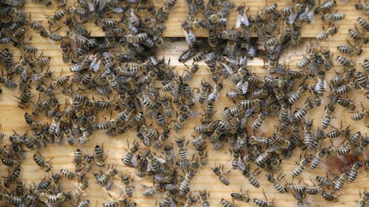 Evinden 120 bin arı çıktı