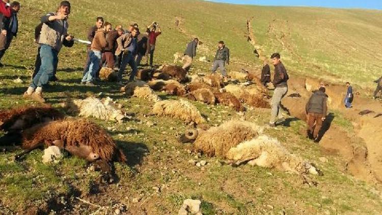 Ağrıda sele kapılan 70 koyun telef oldu