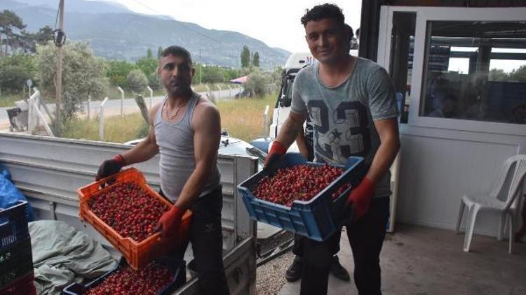 Kiraz hasadında yüzde 20 artış var