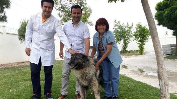 Pittbulllu bıçaklı saldırı kurbanı sokak köpeğine belediye sahip çıktı