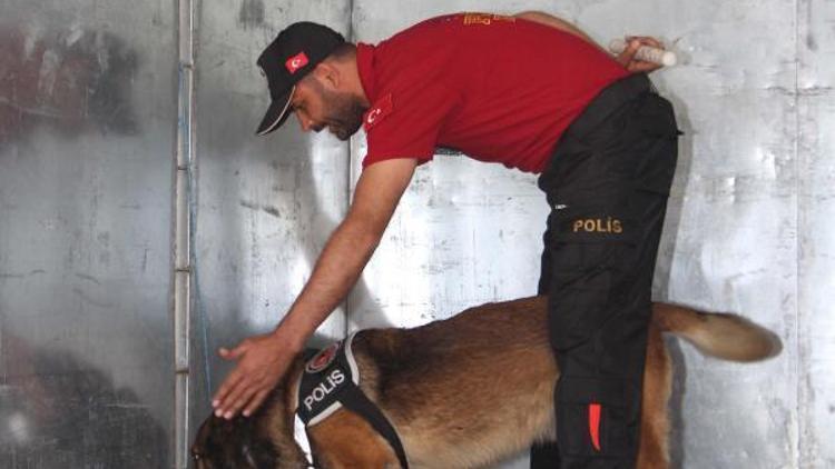 Polis, eğiteceği köpeği doğumda seçiyor