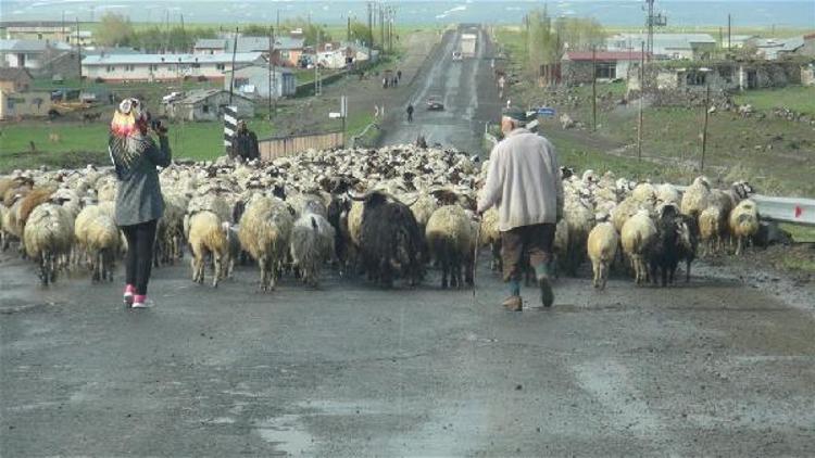 Çobanların belgeselini çekiyorlar