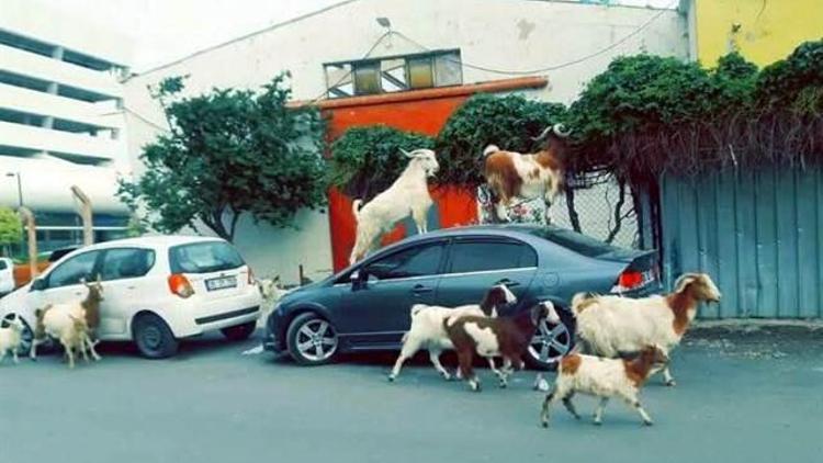 İzmirde başıboş keçiler caddeleri bastı
