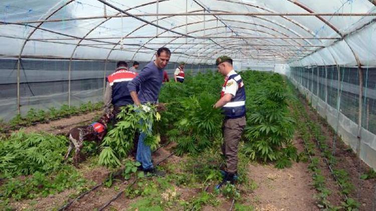 Zehir seralarına jandarma baskını