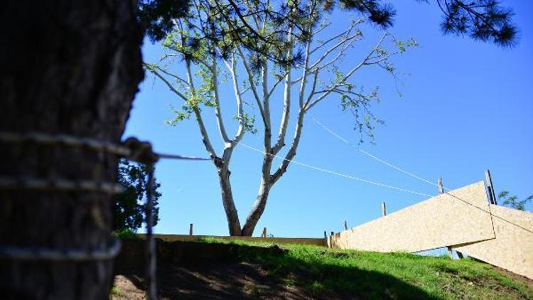 30 yıllık çınar ağacı için 2,5 milyon liralık proje değiştirildi
