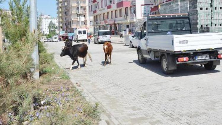 Silvanda başıboş inekler tehlikeye yol açıyor
