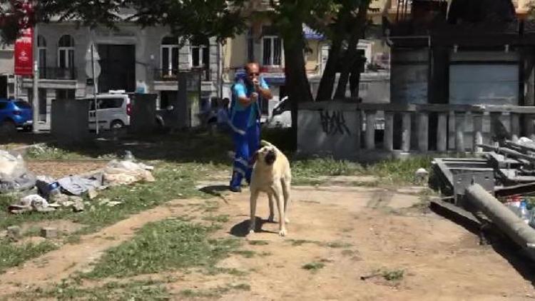 Gezi Parkındaki köpekler iğneyle bayıltılarak toplandı