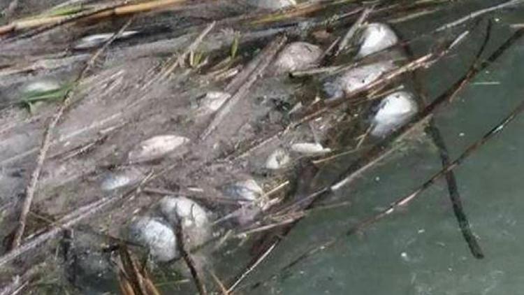 İznik Gölünde toplu balık ölümüne inceleme