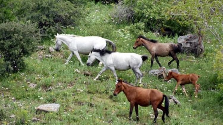 Van Gölü’nün saklı cennetleri turist bekliyor