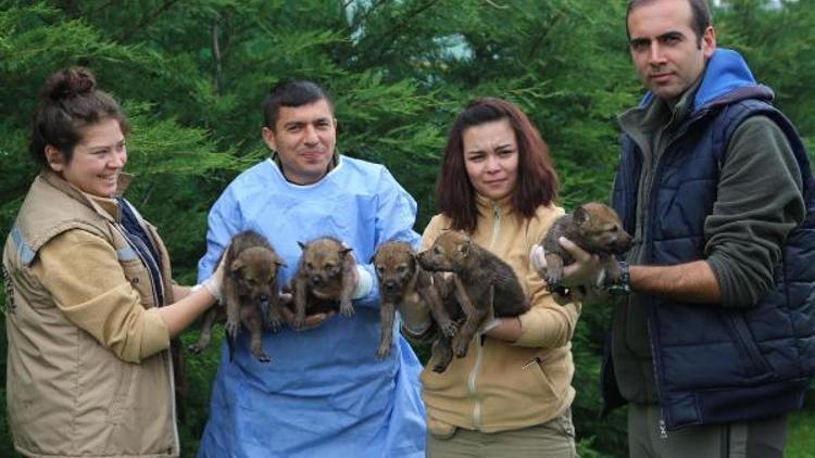 Anneleri ölen 5 kurt yavrusu koruma altına alındı