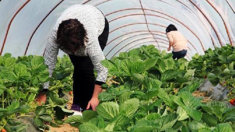 Kadın çiftçiler, aronya ve çilek bahçelerini gezdiler