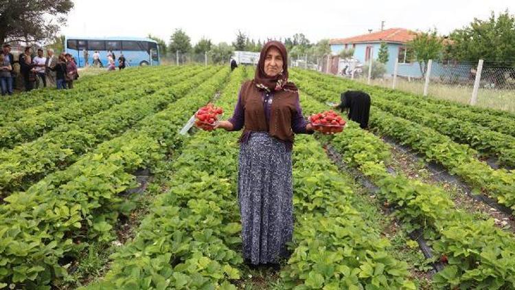 Çilek projesinde üretici sayısı 28i buldu