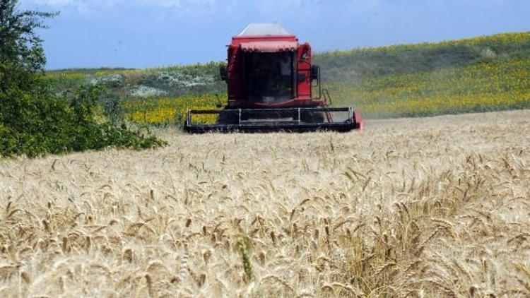 Buğdayda rekolte yüksek