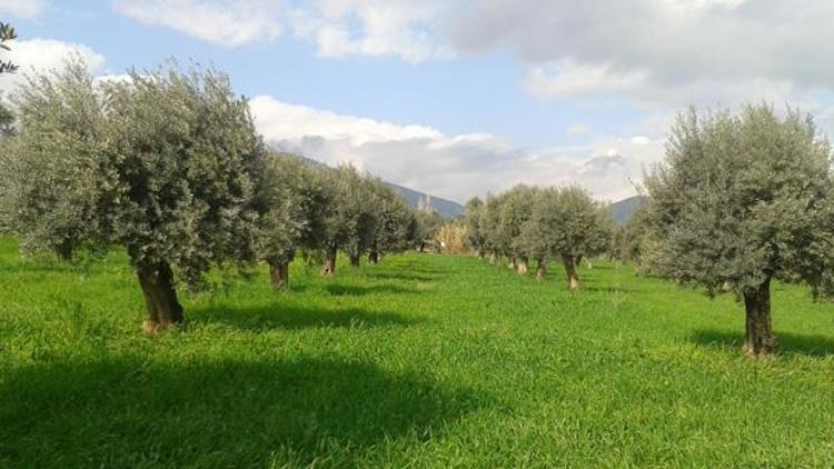 Zeytin görüşmesi ikinci gününde 10 milyon kişinin geçim kapısı...