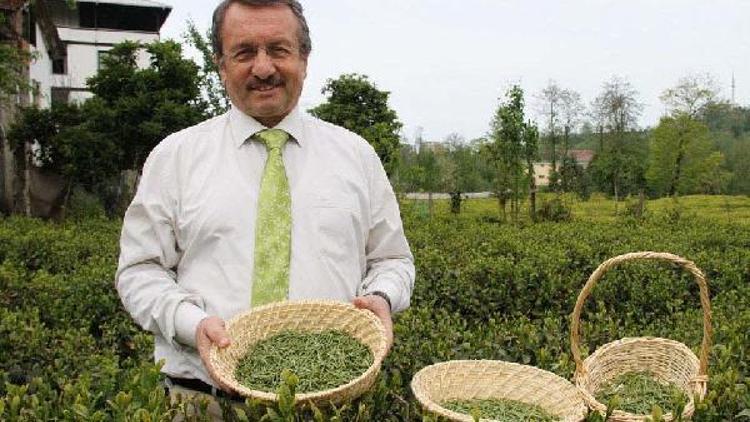 Sütlüoğlu: Organik tarımla çay 24 ayara çıkacak